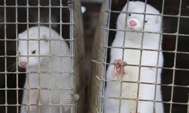 Ρωσία – Κορονοϊός; Εμβολιασμός των μινκ για να τον προστατεύσει από τον Covid - 19