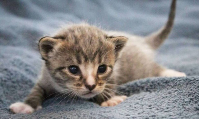 Τα πιο αξιολάτρευτα γατάκια είναι αυτά (pics)