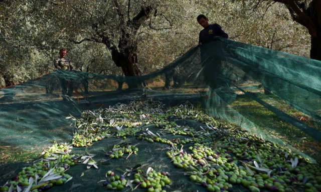 Ελαιοπαραγωγοί: Στις 124.000 οι δηλώσεις οικονομικής στήριξης - Τέλος χρόνου για τις αιτήσεις