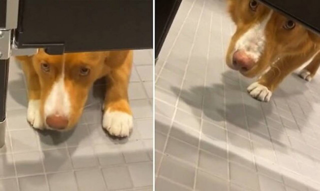 Βίντεο: Πονηρός σκύλος «παίρνει μάτι» στις τουαλέτες