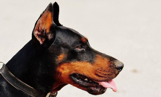 Τρόμος στην Εύβοια: Τέσσερα ντόπερμαν κατασπάραξαν 67χρονη - Σοκάρουν οι μαρτυρίες