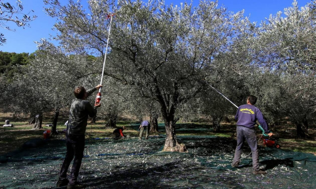 ΥΠΑΑΤ: Παράταση στην υποβολή των αιτήσεων ενίσχυσης για τους ελαιοπαραγωγούς
