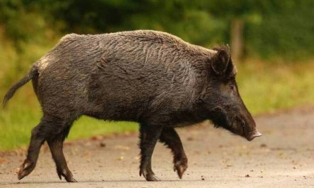 Μάνη: Νεκρός οδηγός μηχανής από αγριογούρουνο 