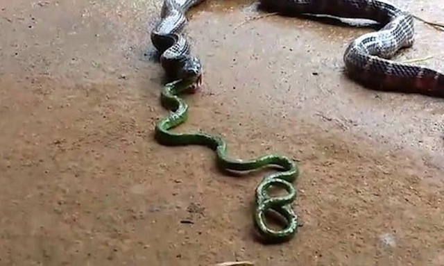 Βασιλική κόμπρα πιάνεται αιχμάλωτη και κάνει κάτι… αδιανόητο