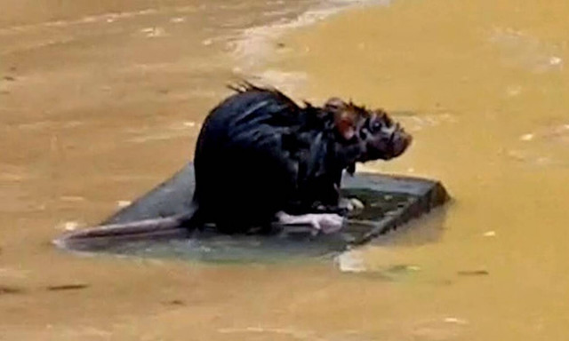 Δείτε τι έκανε ο πιο έξυπνος ποντικός του κόσμου! 