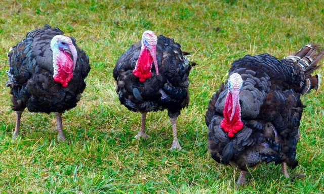 Ηνωμένο Βασίλειο: Θανατώνουν 30.000 γαλοπούλες λόγω νόσου των πουλερικών