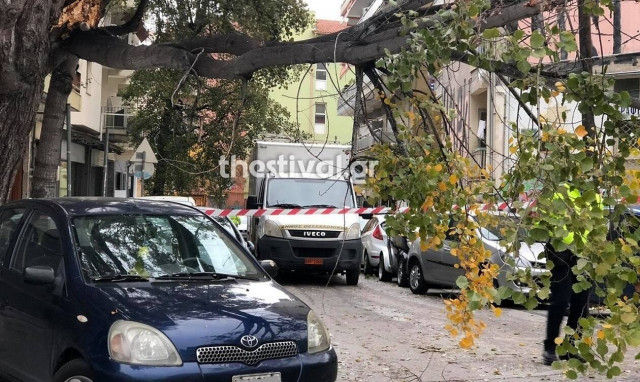 Κακοκαιρία: Πτώση δέντρων στη Θεσσαλονίκη - Φούσκωσαν ποτάμια στην Πιερία