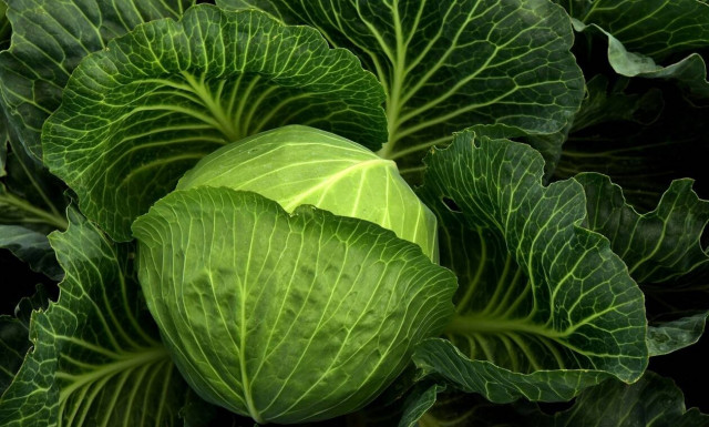 Λάρισα: Λάχανο - γίγας σε λαϊκή αγορά (pics)