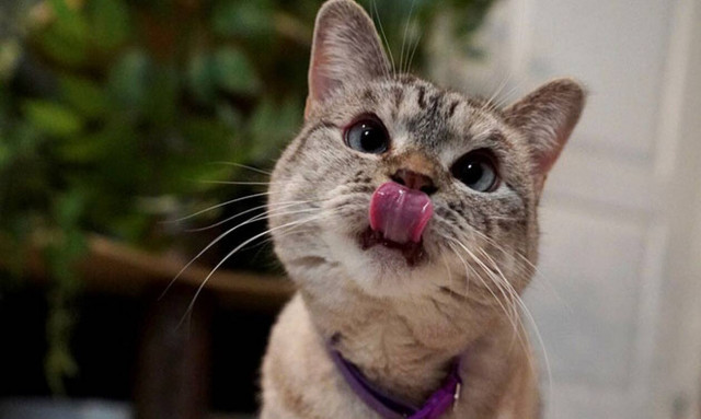 Nala: Η γάτα με τους εκατομμύρια followers που μπήκε στο βιβλίο Γκίνες