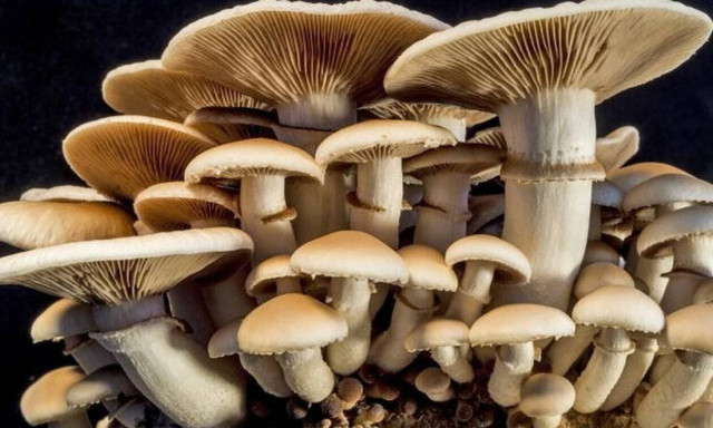 Ρέθυμνο: Πέντε φίλοι κόντεψαν να χάσουν τη ζωή τους από δηλητηριώδη μανιτάρια