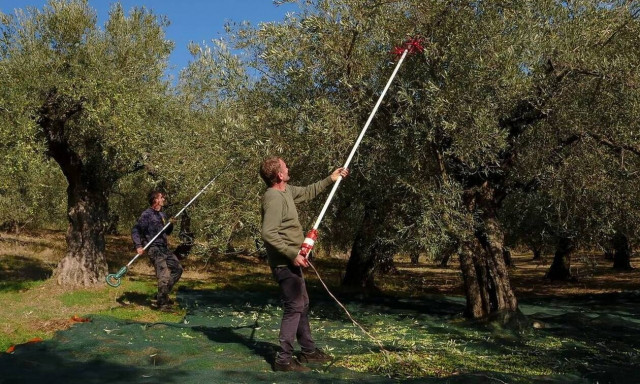 Αναρτήθηκε ο προσωρινός πίνακας για τους ελαιοπαραγωγούς που θα λάβουν έκτακτη οικονομική στήριξη