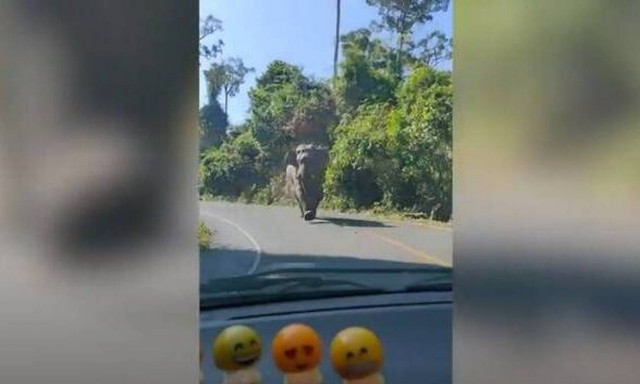 Λαχτάρα: Εξαγριωμένος ελέφαντας ορμάει σε οικογενειακό αυτοκίνητο! (video)