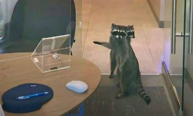 Ρακούν έκαναν «ριφιφί» σε τράπεζα! (vid)