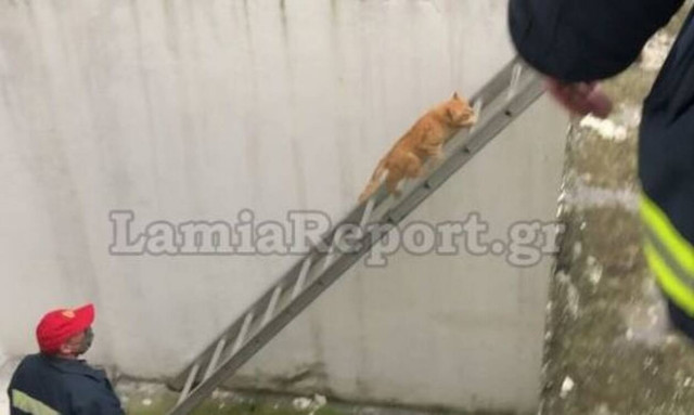 Λαμία: Απίστευτο! H πιο «άνετη» διάσωση γάτας που έχετε δει ποτέ  (vid)