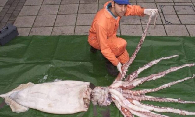 Καλαμάρι - τέρας ξεβράστηκε στην ακτή (video)