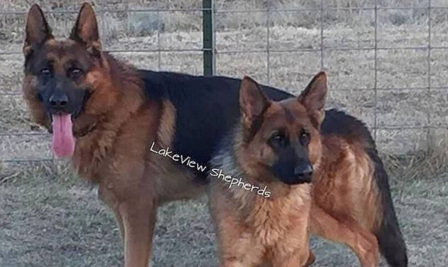 Τραγωδία: Σκύλος κατασπάραξε 14χρονο - Νεκρό το παιδί