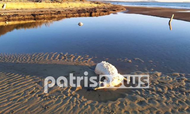 Ηλεία: Γαλλικά τα... νεκρά πρόβατα που ξέβρασε η θάλασσα