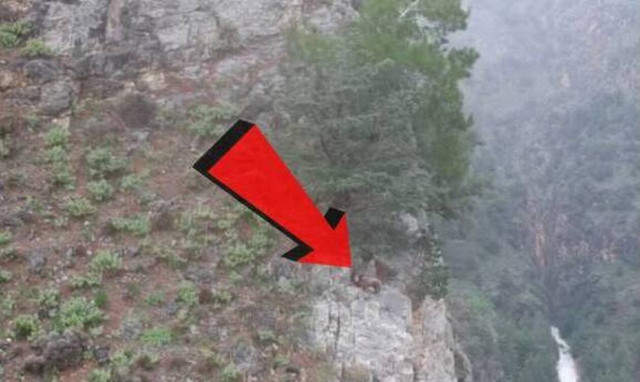 Δείτε το Αγρίμι για το οποίο μιλάει όλη η Κρήτη! (vid)