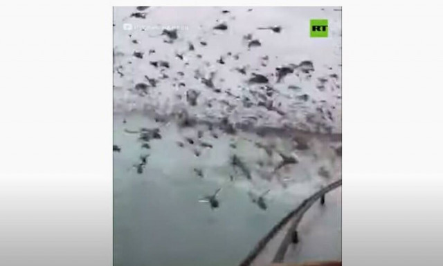 Πουλιά κάνουν... ντου σε ψαρά!