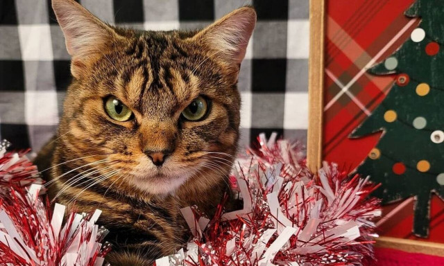 Αυτή είναι η πιο «θυμωμένη» γάτα που έχετε δει και είναι αξιολάτρευτη