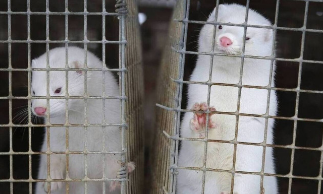 Δανία-κορονοϊός: Υιοθετήθηκε νόμος που απαγορεύει την εκτροφή βιζόν έως το 2022	