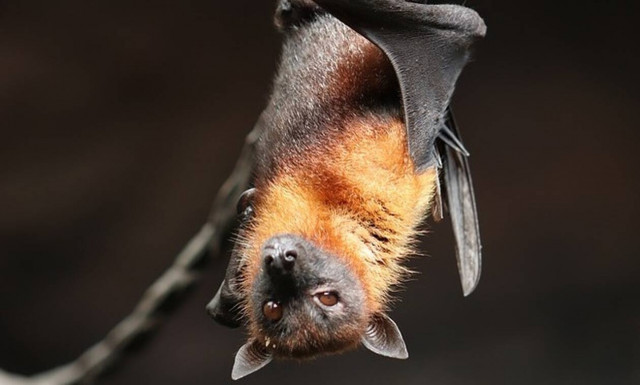 Οι πανδημίες του μέλλοντος θα είναι πιο θανατηφόρες από την Covid-19 - Τι θα οδηγήσει σε αυτές;