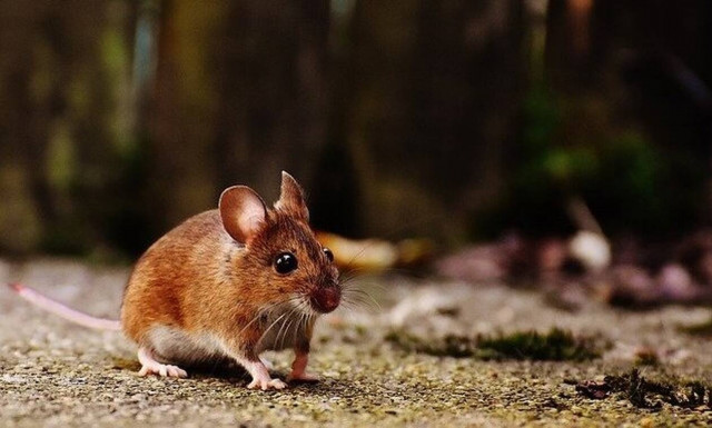 Οι πανδημίες του μέλλοντος θα είναι πιο σκληρές και πιο θανατηφόρες από την Covid-19