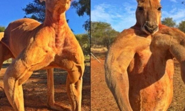 Απίστευτο βίντεο: Το πιο «τούμπανο» καγκουρό του πλανήτη!