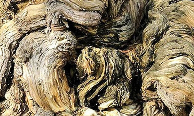 Τεστ παρατηρητικότητας... Σε αυτή τη φωτό κρύβεται μια γάτα. Μπορείς να την εντοπίσεις (photo)