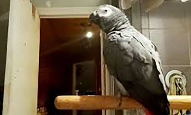 Μας τρέλανε! Παπαγάλος «ραπάρει» καλύτερα κι από τον… Εμινεμ!
