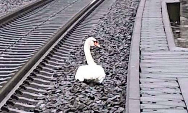 Γερμανία: Κύκνος που θρηνούσε το ταίρι του σταμάτησε την κυκλοφορία τρένων 