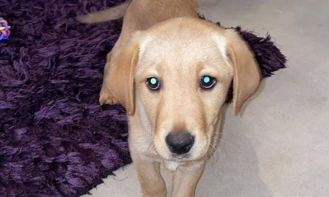 Παγκόσμια ανησυχία: Φόβοι για πανδημία στα σκυλιά - Τι είναι ο παρβοϊός