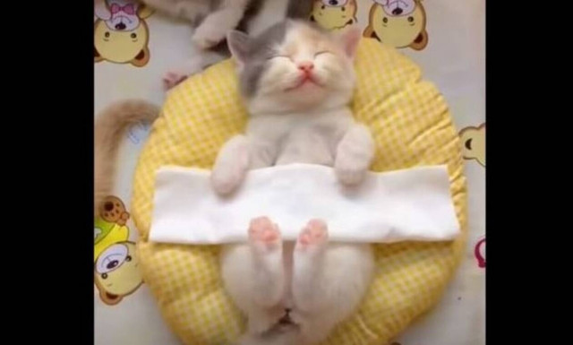 Βίντεο με νεογέννητα ζώα που θα σας φτιάξει την ημέρα