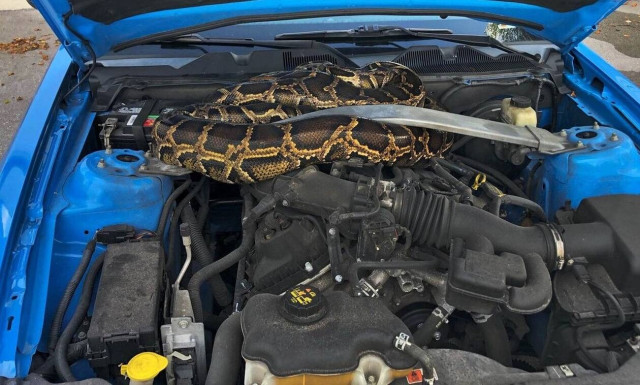 Άναψε το λαμπάκι του κινητήρα, άνοιξε το καπό και τρομοκρατήθηκε!