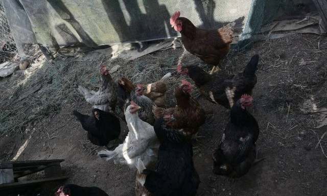 Πέντε συλλήψεις για τη κλοπή 165.000 ευρώ από το «χρυσό κοτέτσι» στο Κορωπί