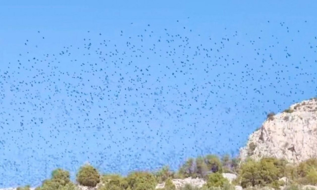 Εντυπωσιακό θέαμα στον Κορινθιακό – Χιλιάδες ψαρόνια σε μια ρυθμική χορογραφία (vid)