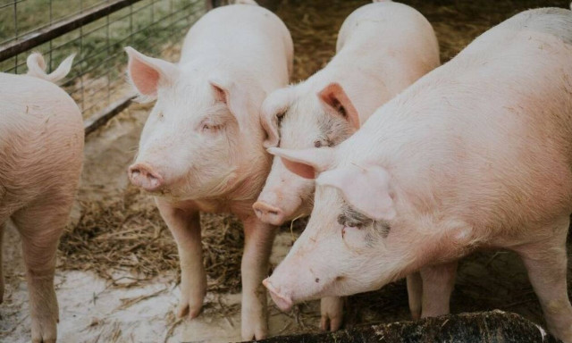 Φρικτό έγκλημα: Μαφιόζοι τάισαν γυναίκα στα γουρούνια 