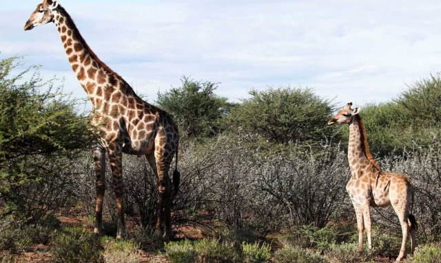 Βρετανία: Καμηλοπαρδάλεις νάνοι σε Ναμίμπια και Ουγκάντα