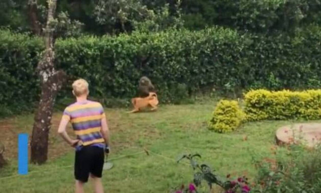 Σκύλος προστατεύει οικογένεια από άγριο μπαμπουίνο! 