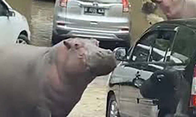 Βίντεο: Ιπποπόταμοι βγαίνουν στο δρόμο και ακολουθεί… χαμός!