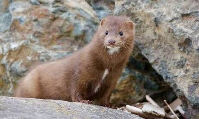 Κοζάνη: Ο Περιφερειάρχης διαψεύδει τα δημοσιεύματα «για μεταλλαγμένα στελέχη κορονοϊού σε μινκ»