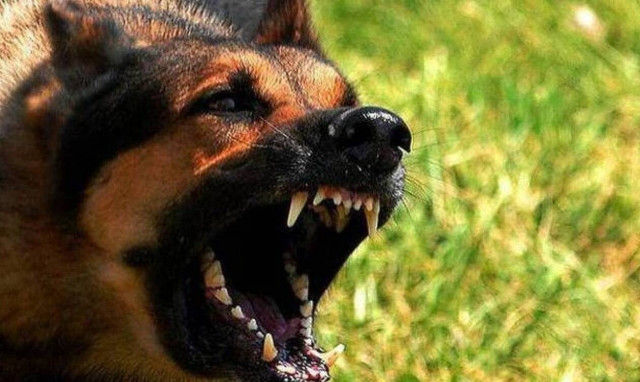 Θρήνος στην Ηλεία: Νέα στοιχεία για τον φύλακα που κατασπάραξαν σκύλοι -Ζητά απαντήσεις η οικογένεια