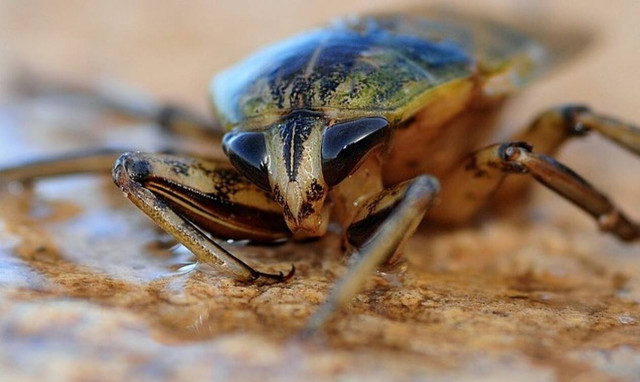 Θα τρώμε έντομα μέσα στο 2021; Η ΕΕ εγκρίνει την προσγείωση τους στα πιάτα Ευρωπαίων 