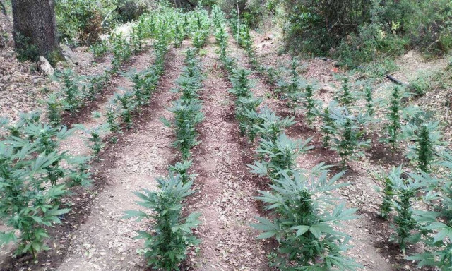 Χανιά: Εξιχνιάστηκαν δύο υποθέσεις καλλιέργειας δενδρυλλίων κάνναβης