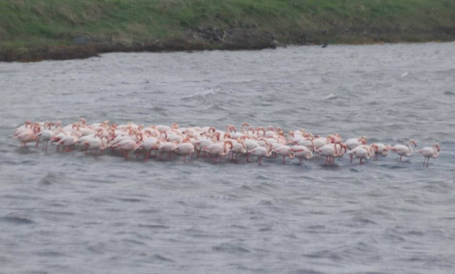 Μυτιλήνη: Τα φλαμίνγκο της Αλυκής στην Καλλονή προβλέπουν την.... κακοκαιρία
