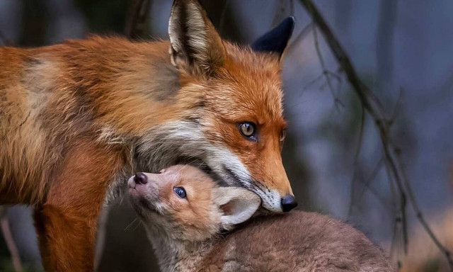 Φανταστικές φωτογραφίες ζώων με τα μικρά τους (pics)