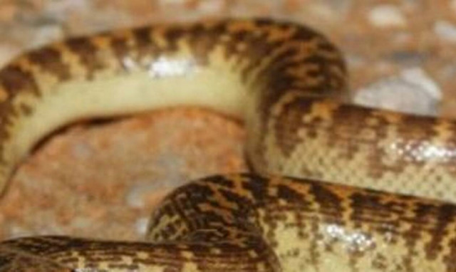 Αυτό είναι το φίδι με τα πιο περίεργα μάτια στον κόσμο (photos)