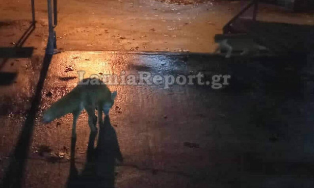 Φρίκη στη Φθιώτιδα: Σκότωσε αλεπουδάκι που τάιζαν οι συγχωριανοί του