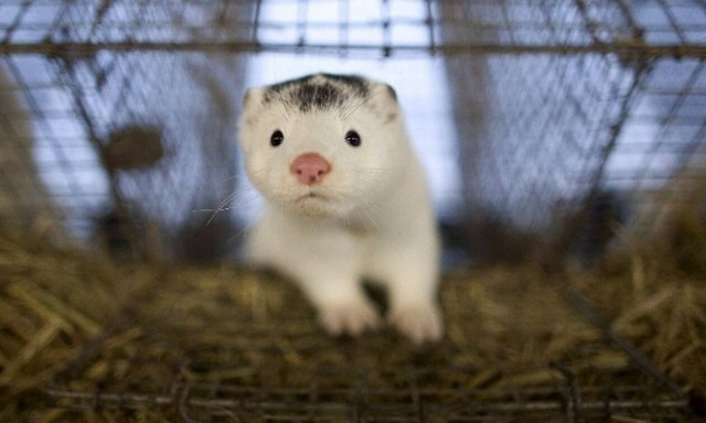 Κορονοϊός: Καμία μετάλλαξη του ιού στα μινκ στη Δυτική Μακεδονία