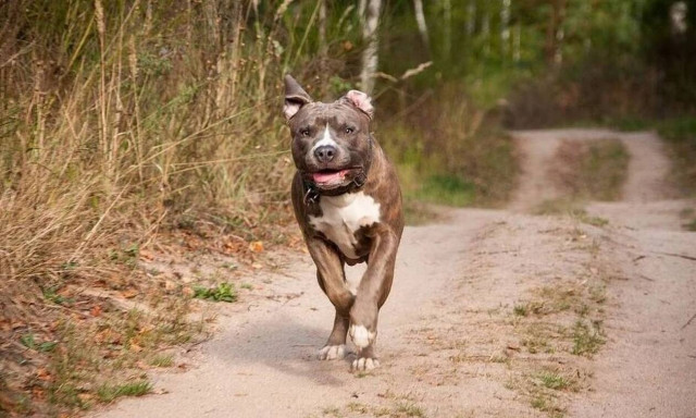 Τρόμος στο Ηράκλειο: Νεαρός επιτίθεται σε ταξιτζήδες  με…πίτμπουλ! 
